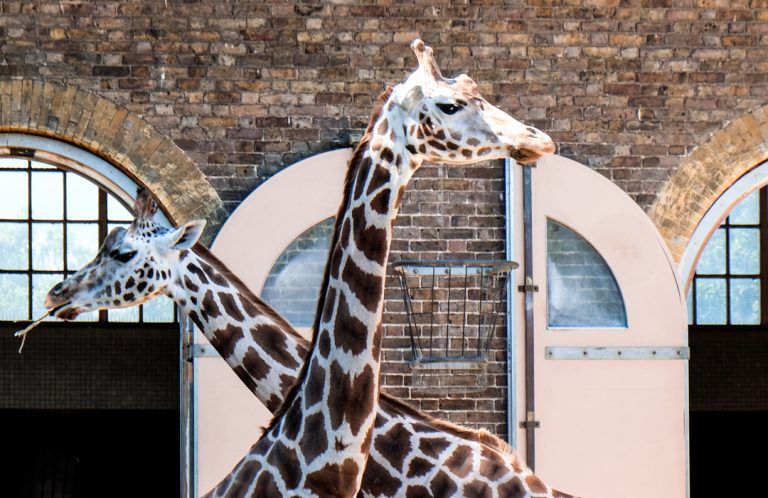 featured-image-things-to-do-in-camden-town-giraffes