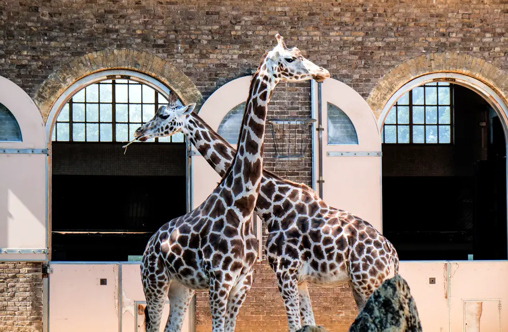 things to see and do in camden town london zoo